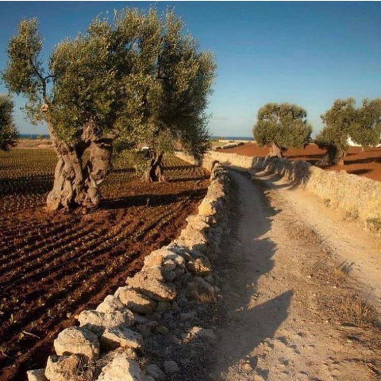 Masseria San Lorenzo Resort Fasano Luaran gambar