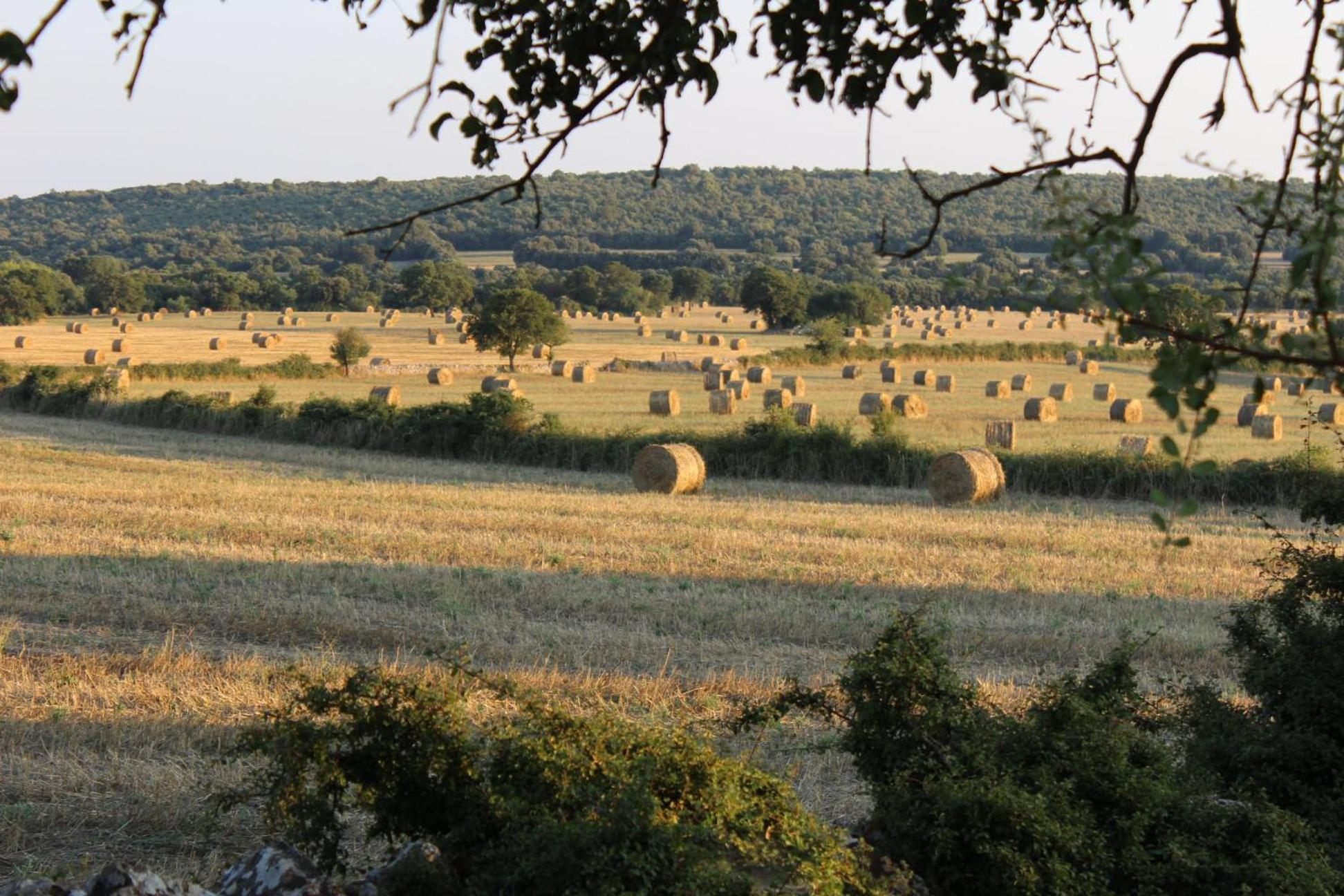 Masseria San Lorenzo Resort Fasano Luaran gambar