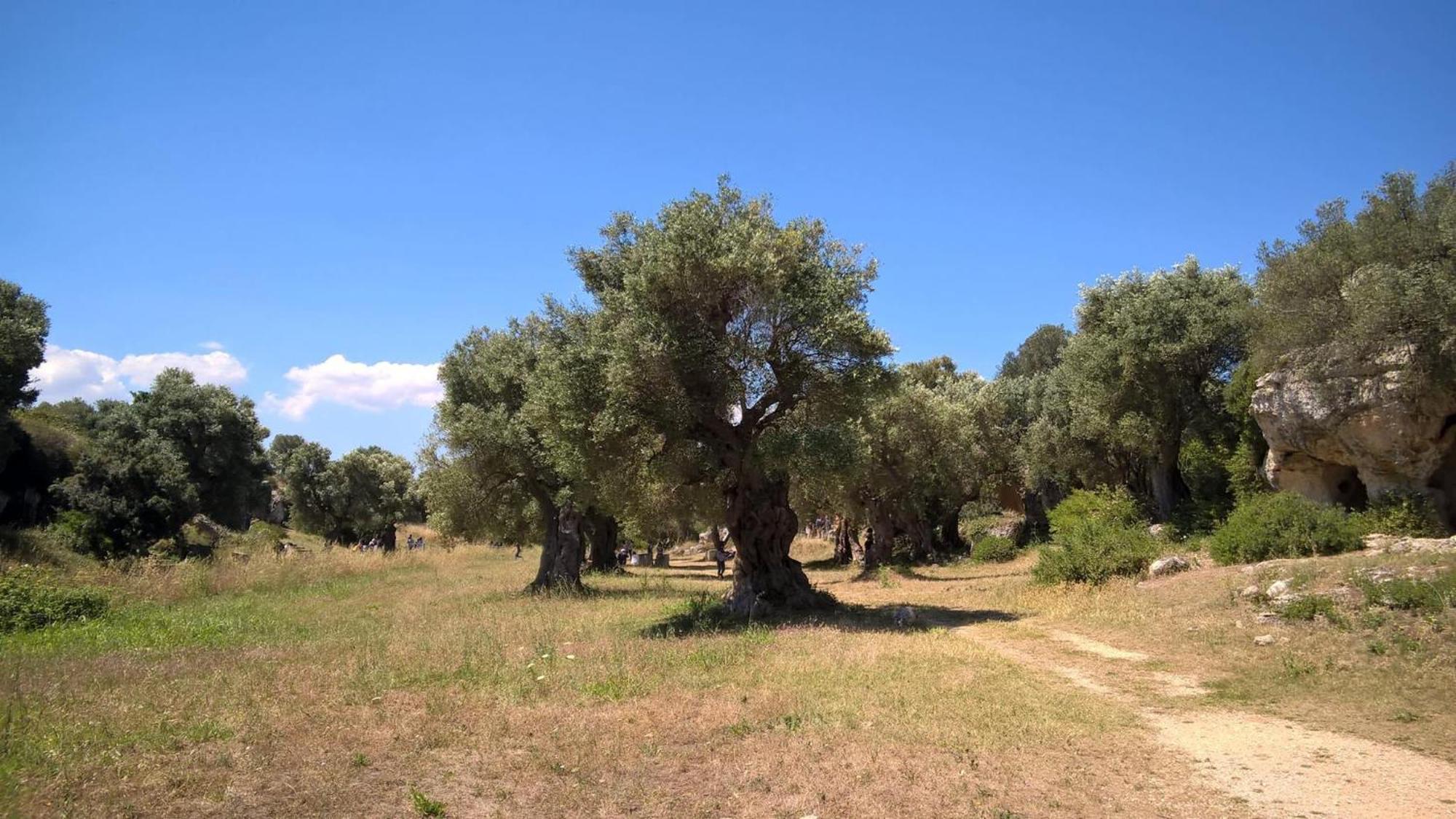 Masseria San Lorenzo Resort Fasano Luaran gambar